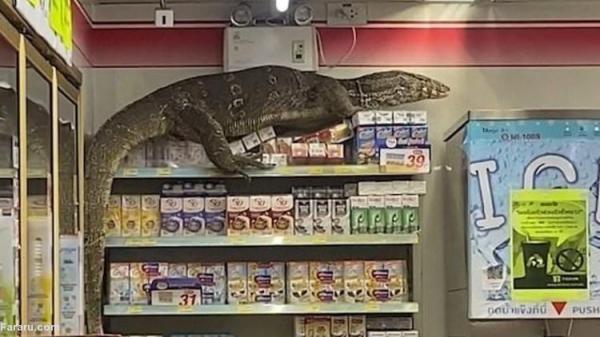 (ویدئو) ورود اژدهای کومودو به یک فروشگاه!
