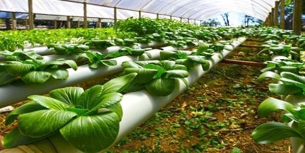 کنترل آفات گلخانه ای با 4 محصول زیستی دانش بنیان کنترل آفات گلخانه ای با 4 محصول زیستی دانش بنیان