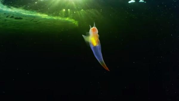 عکس ، فرشته دریایی، موجودی فوق العاده زیبا و خیال انگیز